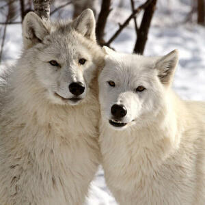 Hourly Wolves (old)