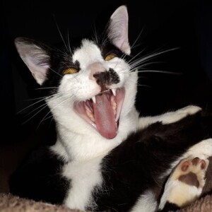 Daltux 🐈‍⬛