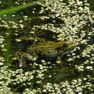 Hannebirt