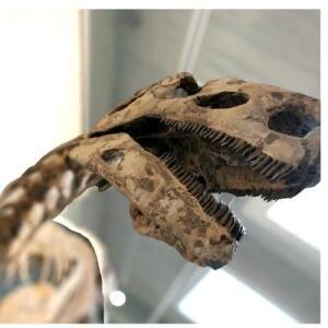 Naturhistorisches Museum Nürnb