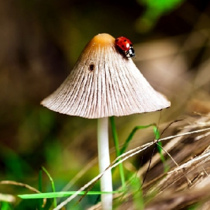 🌈☔🌦️🍄🌱🍉