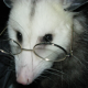Ms. Opossum (now @ratnegative)