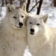 Hourly Wolves (old)