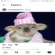 Rogue_Koala