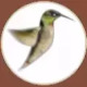 hummingbird