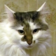 Tomcat