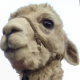 Perpetuaλ β 🇺🇦 :emacs: