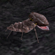 meeper
