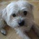 Lasse Gismo (Friendica)