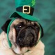 Irish Pug