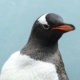 Alt Pygoscelis Papua