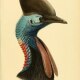 tranquil_cassowary