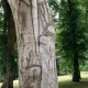 julius.tree