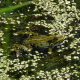 Hannebirt