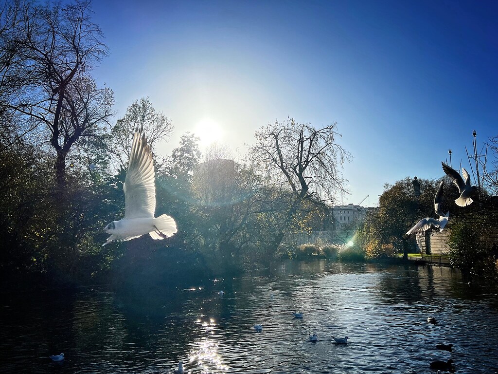 Gulls Over a Lake