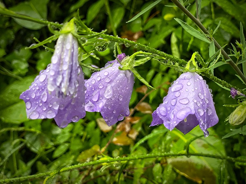 Rainy Bellflower