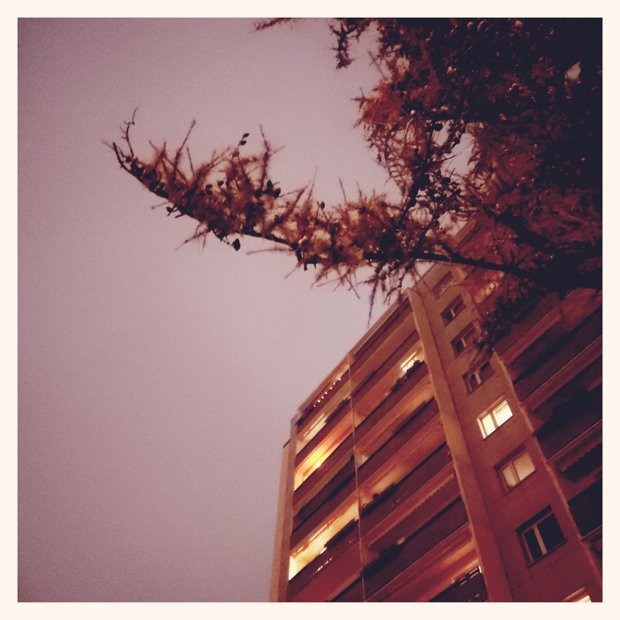 Overexposed city sky, high-rises and branches of a conifer tree.