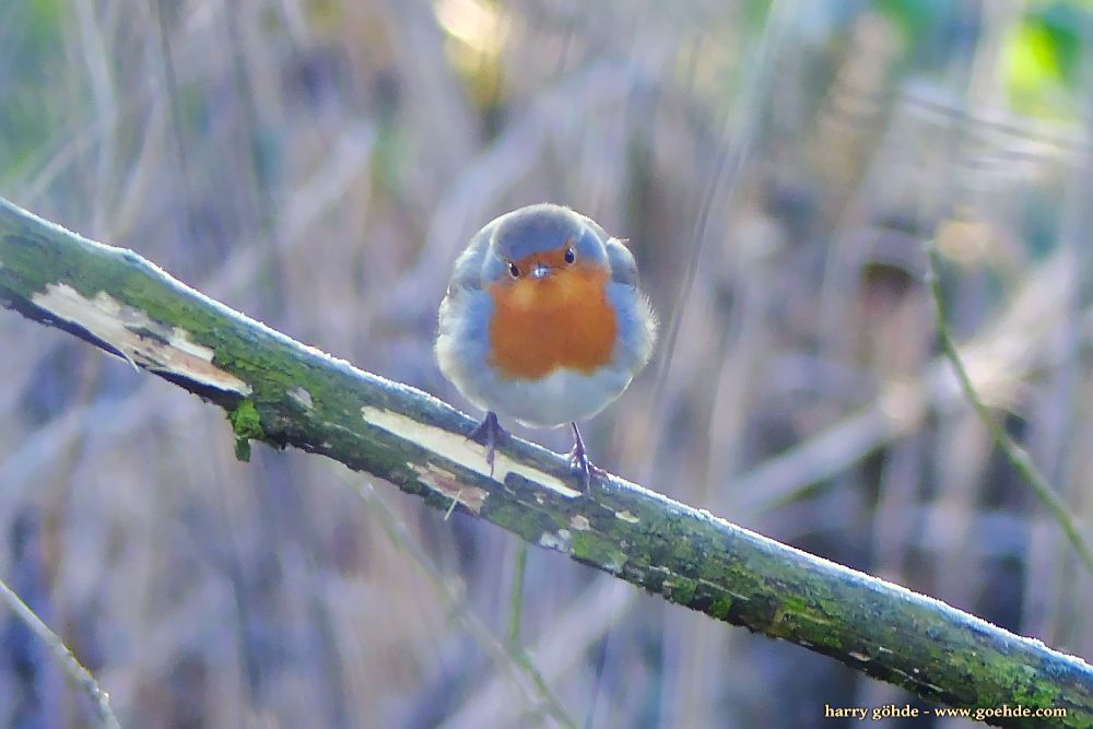 Rotkehlchen im Winter 2016/17