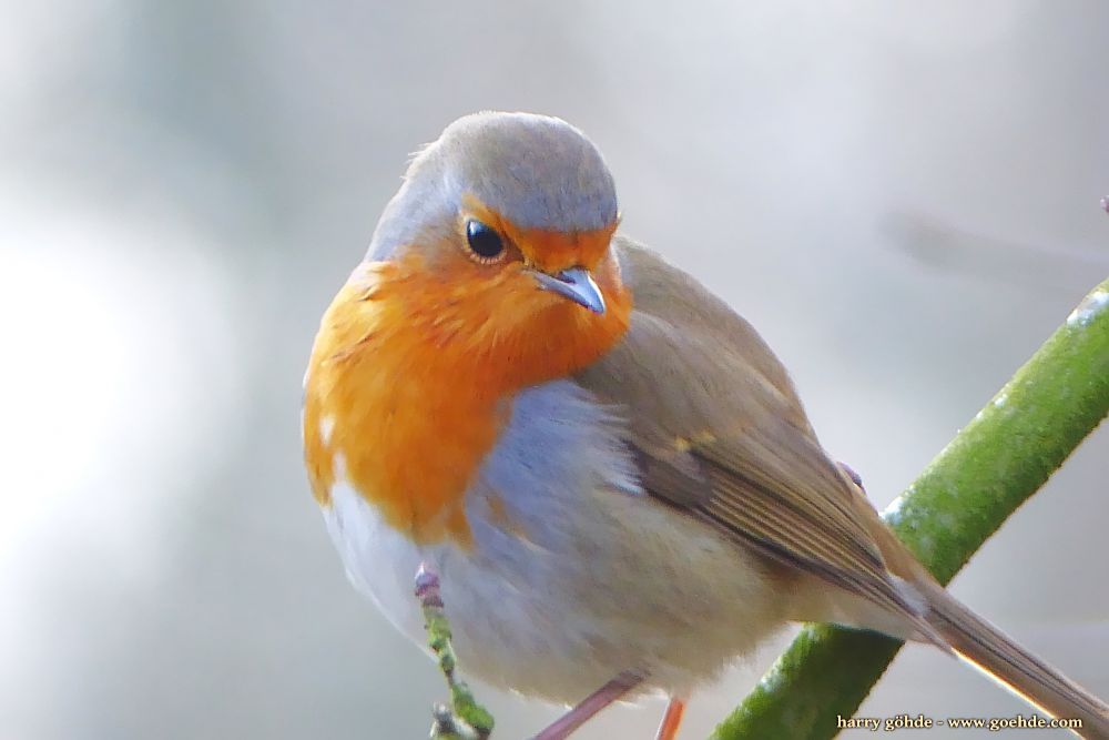 Rotkehlchen im Winter 2016/17