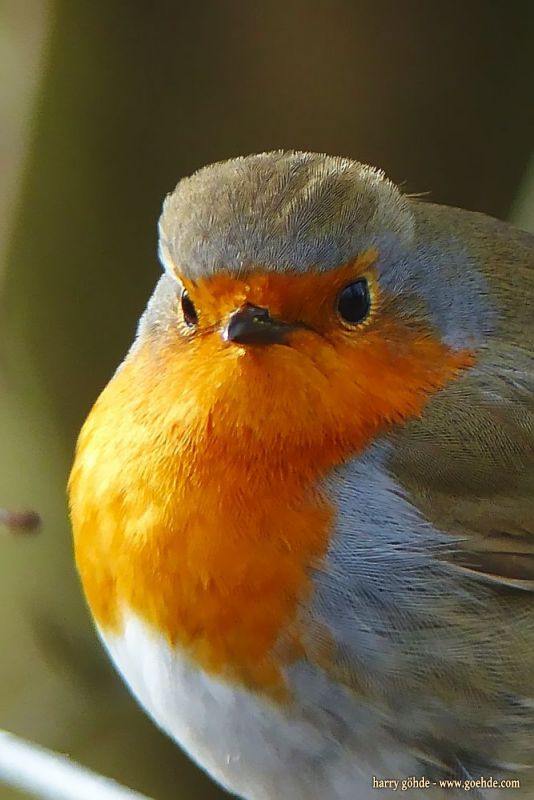 Rotkehlchen im Winter 2016/17