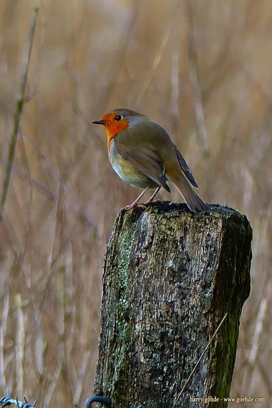 Rotkehlchen im Winter 2016/17