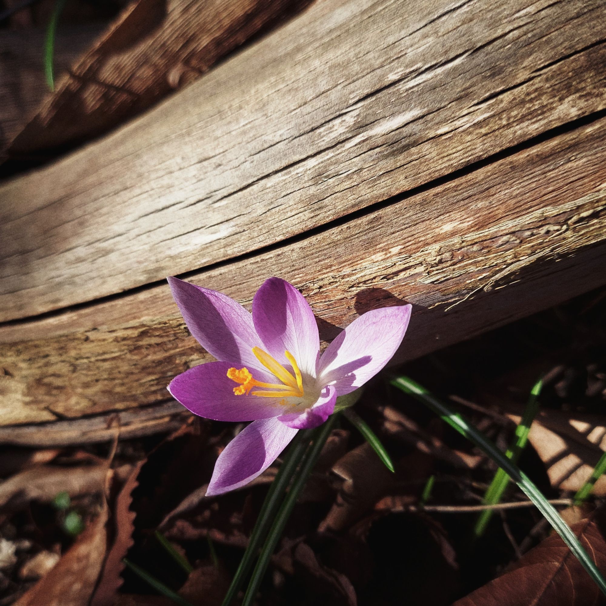 A purple crocus next to a piece of lilac wood.