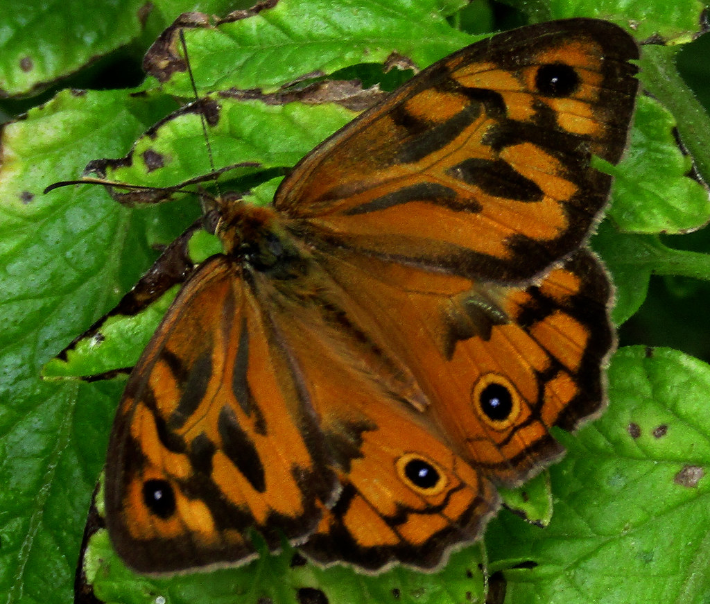 image of butterfly