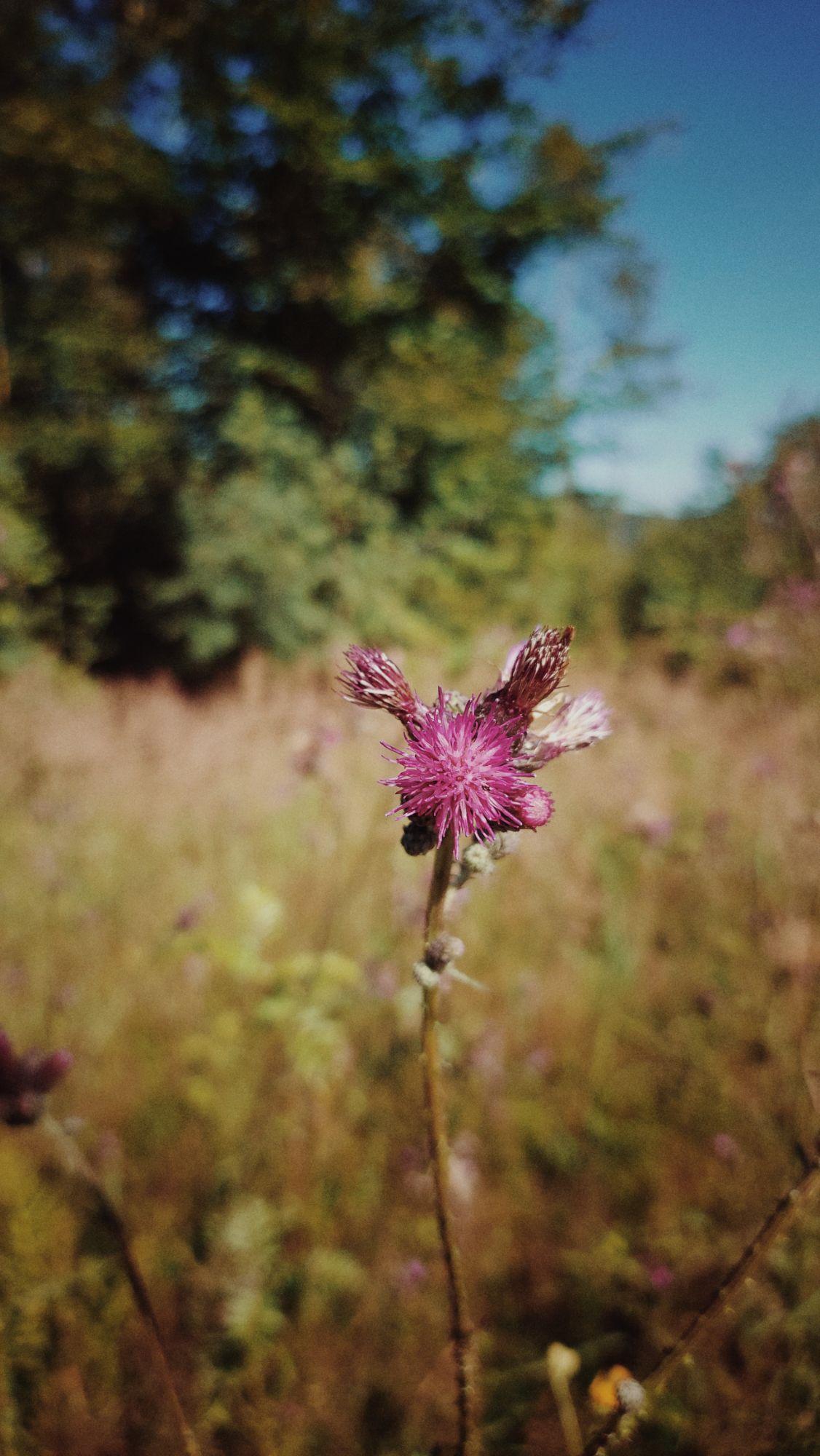 Purple thistle blossom, closeup.