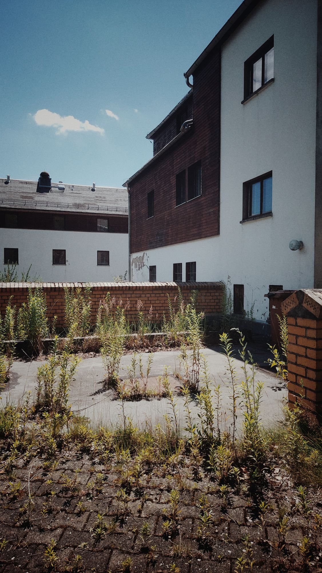 Different plants reclaiming the parking lot of an abandoned building. High noon, searing sun.