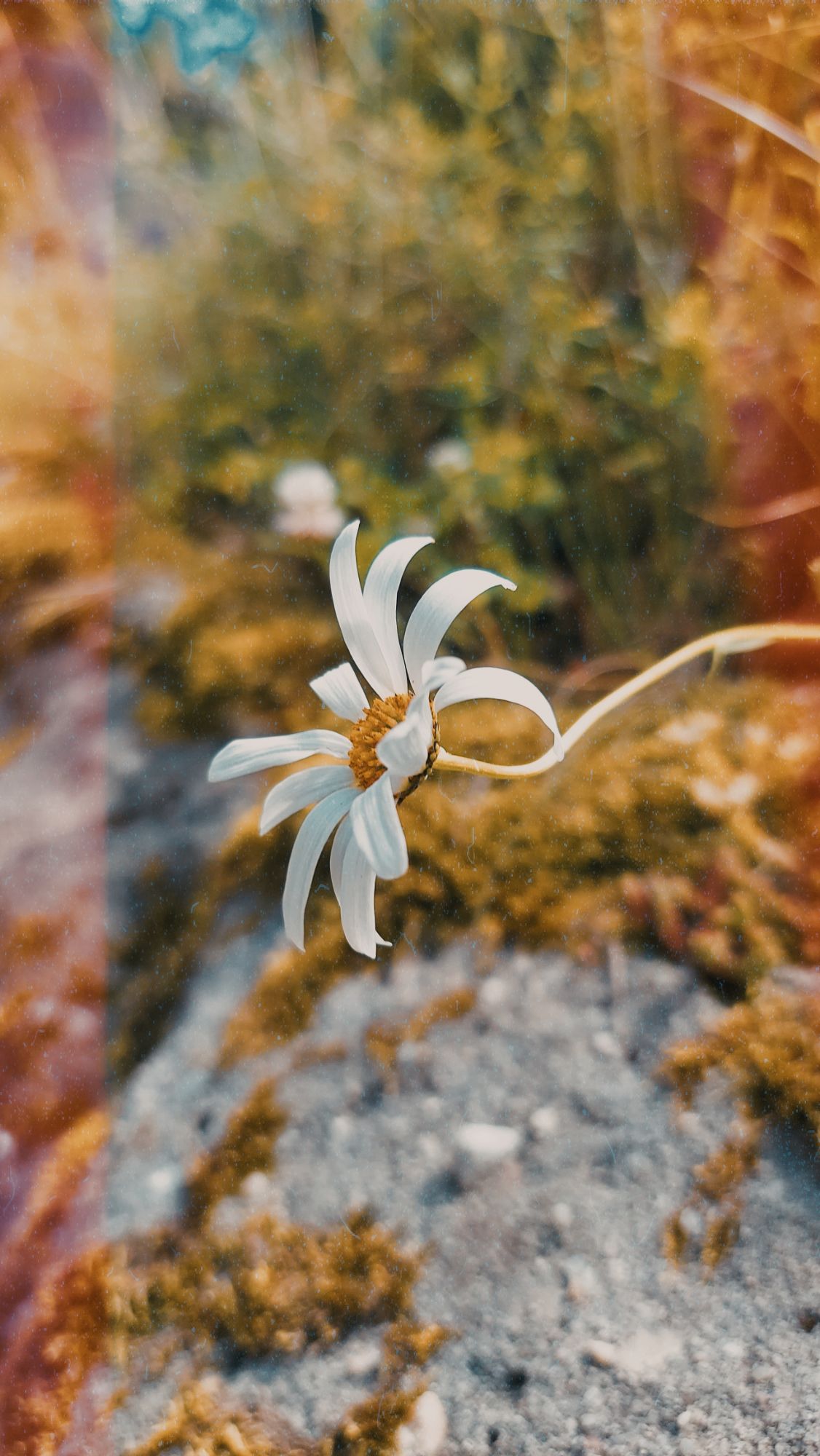 A white blossom in closeup, rocks behind. Summer vintage colour effect.