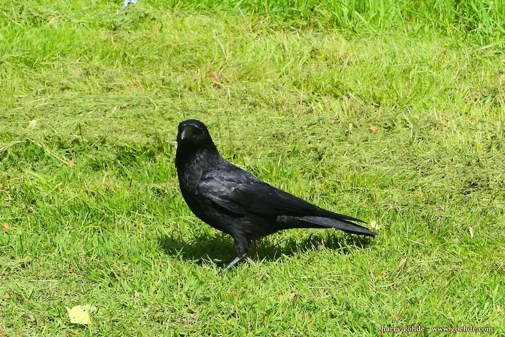 Rabenvogel auf Wiese