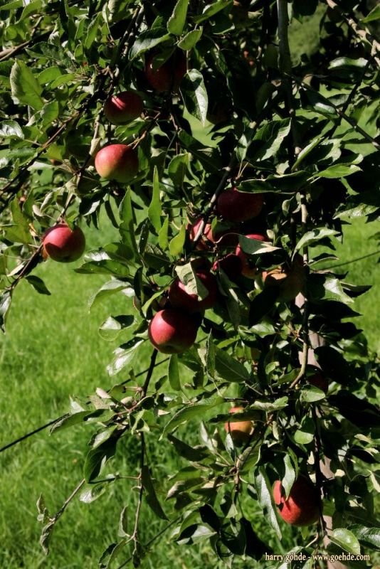 Äpfel am Baum