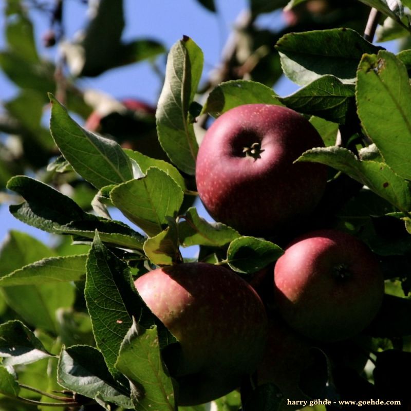 Äpfel am Baum