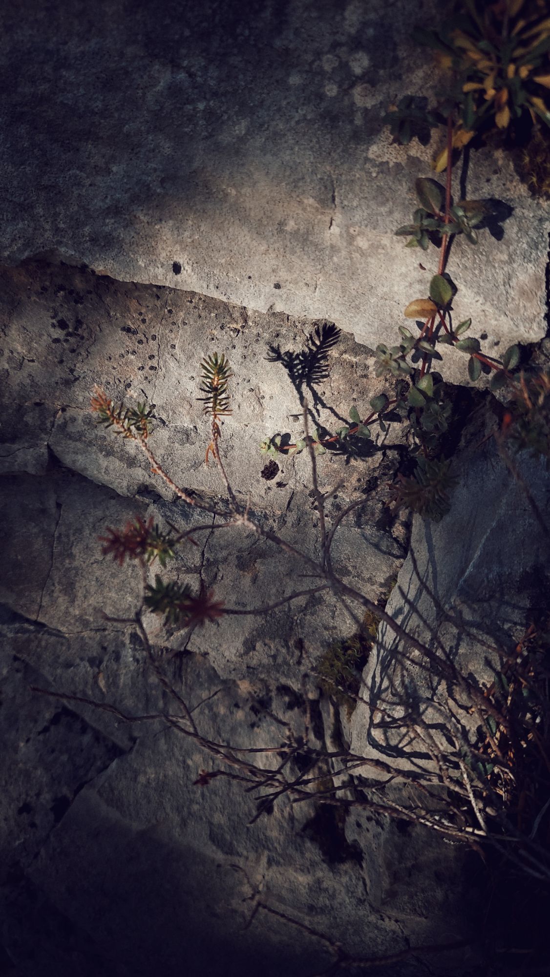 Closeup of a small plant casting shadows on a rocky surface.