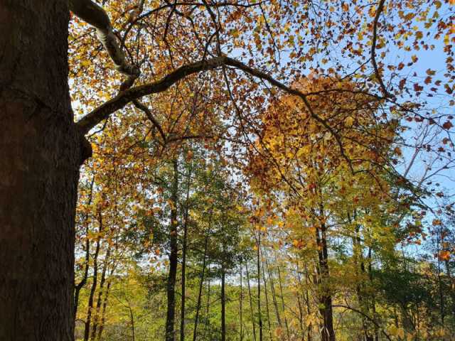 Goldener Herbst im Berliner Tiergarten - Laubbäume deren Blätter in unterschiedlichen grün, gelb, rot und braun Tönen im Sonnenlicht erstrahlen.