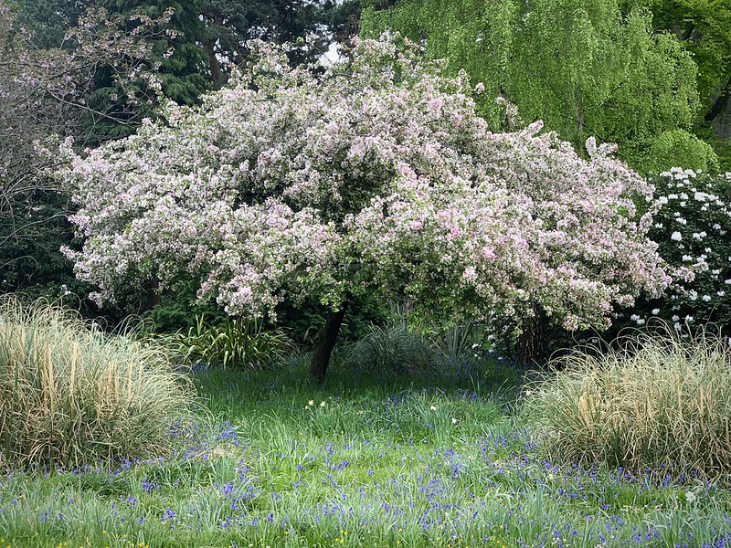 Coombe Wood Apple Tree