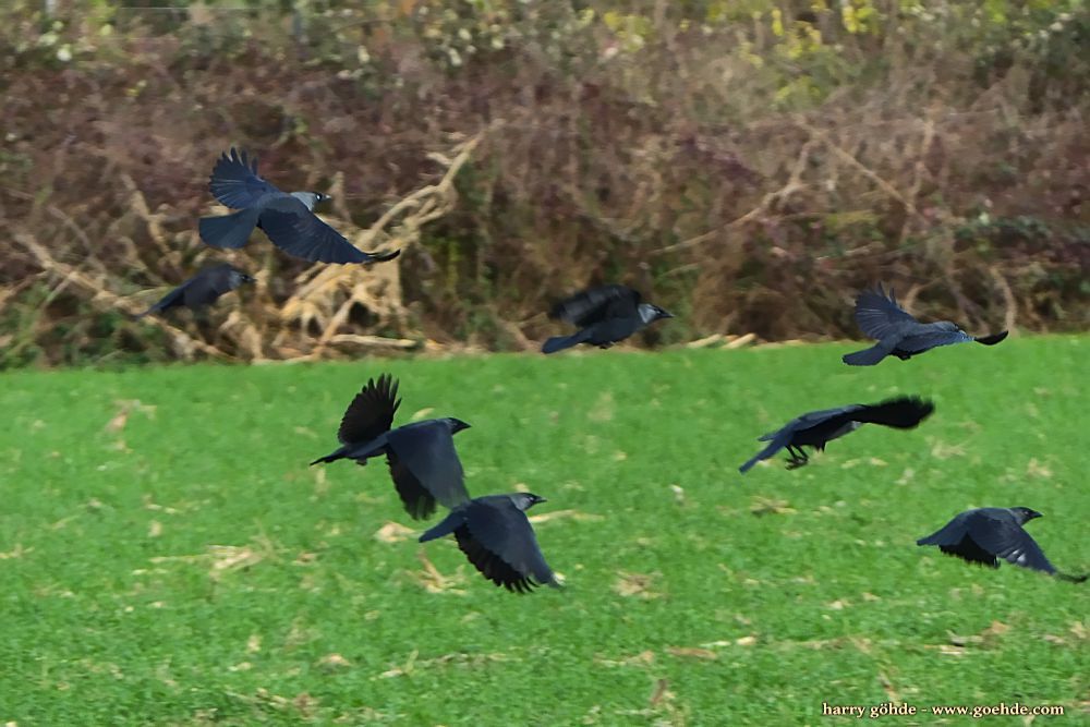 Fliegende Rabenvögel