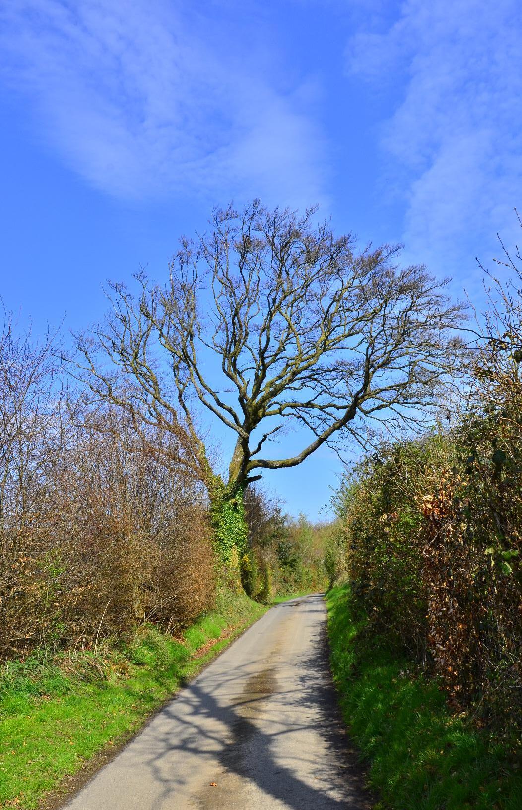 Tree in Exmoor