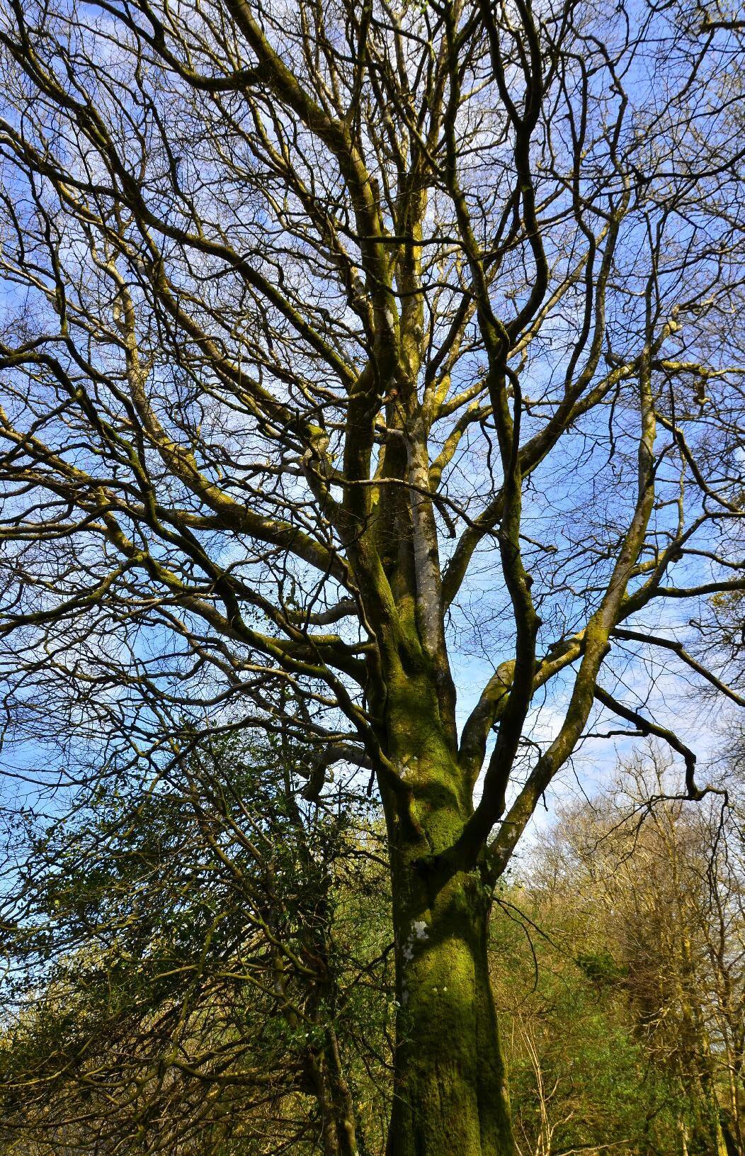 Tree in Exmoor