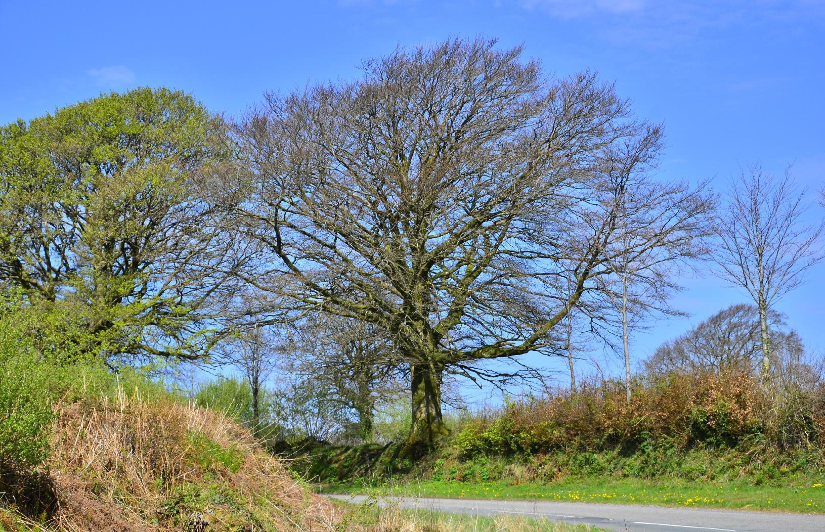 Tree in Exmoor