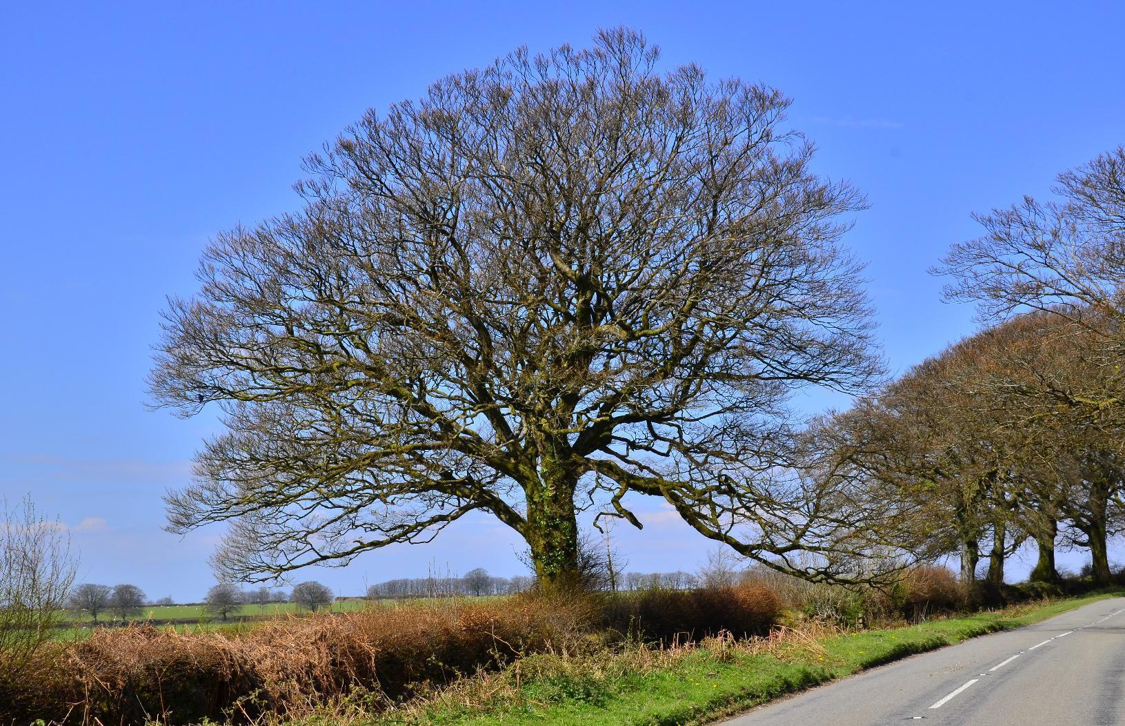 Tree in Exmoor