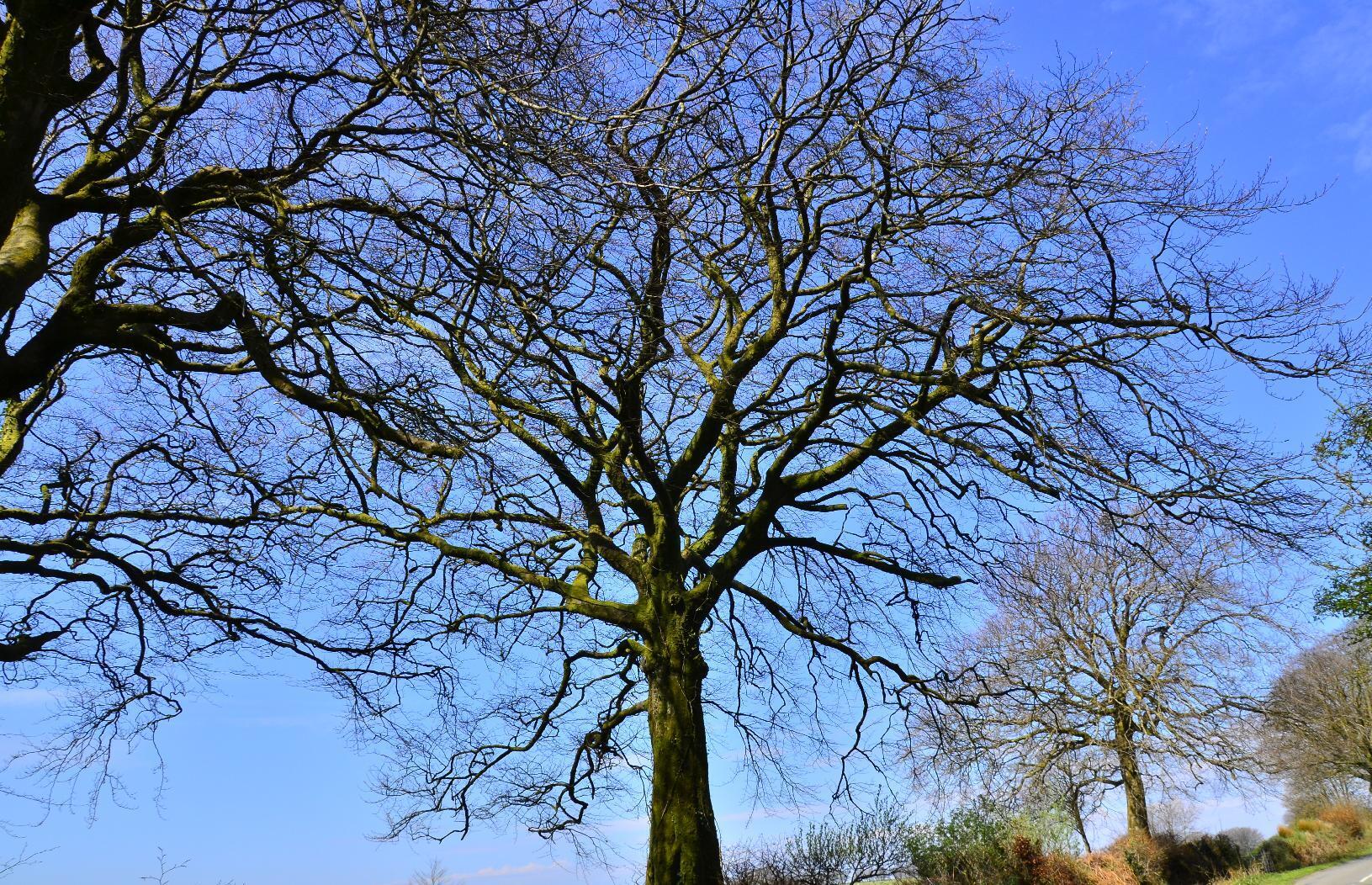 Tree in Exmoor