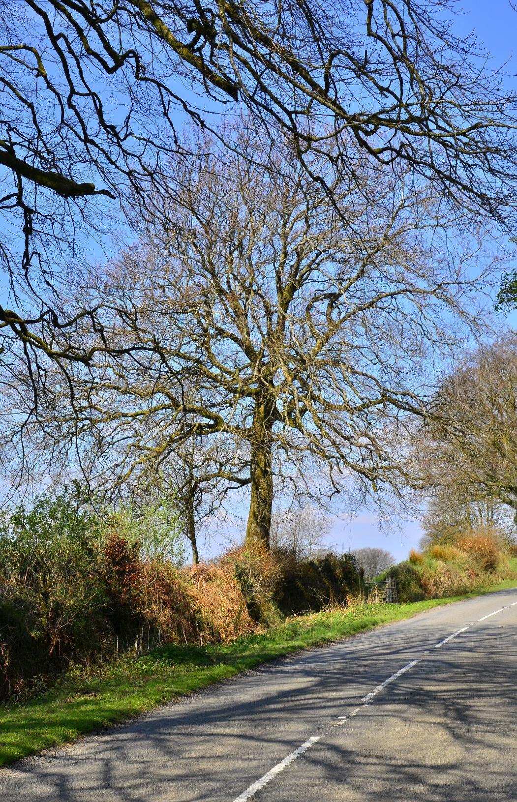 Tree in Exmoor