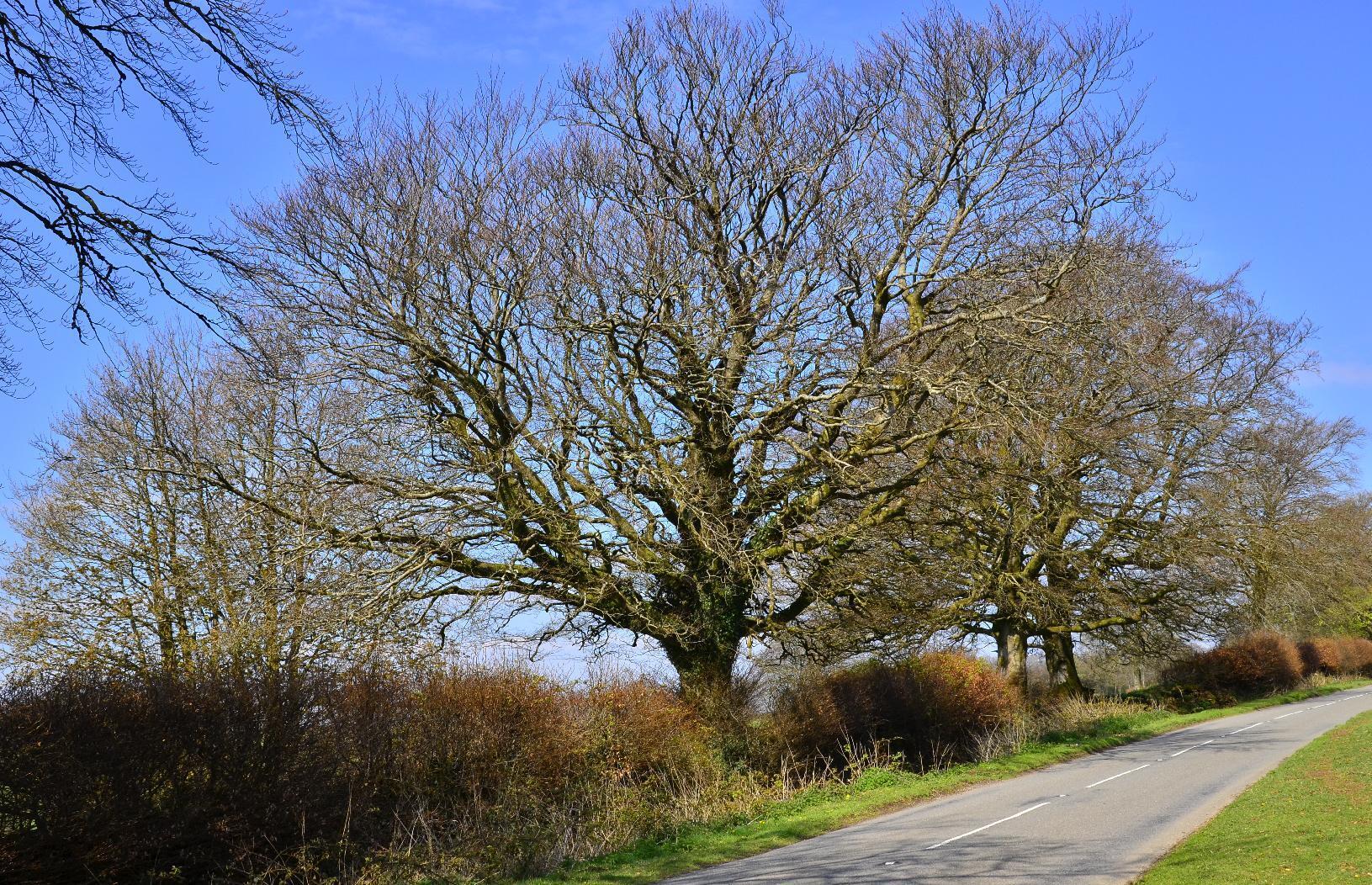 Tree in Exmoor