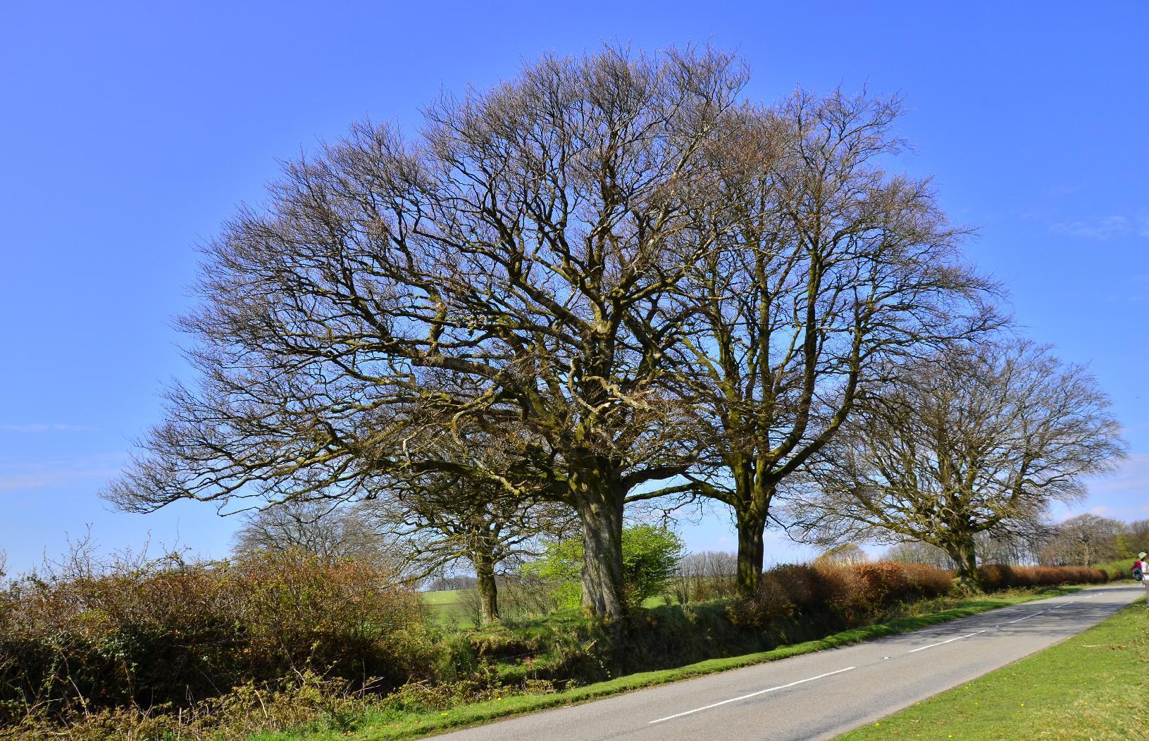 Tree in Exmoor