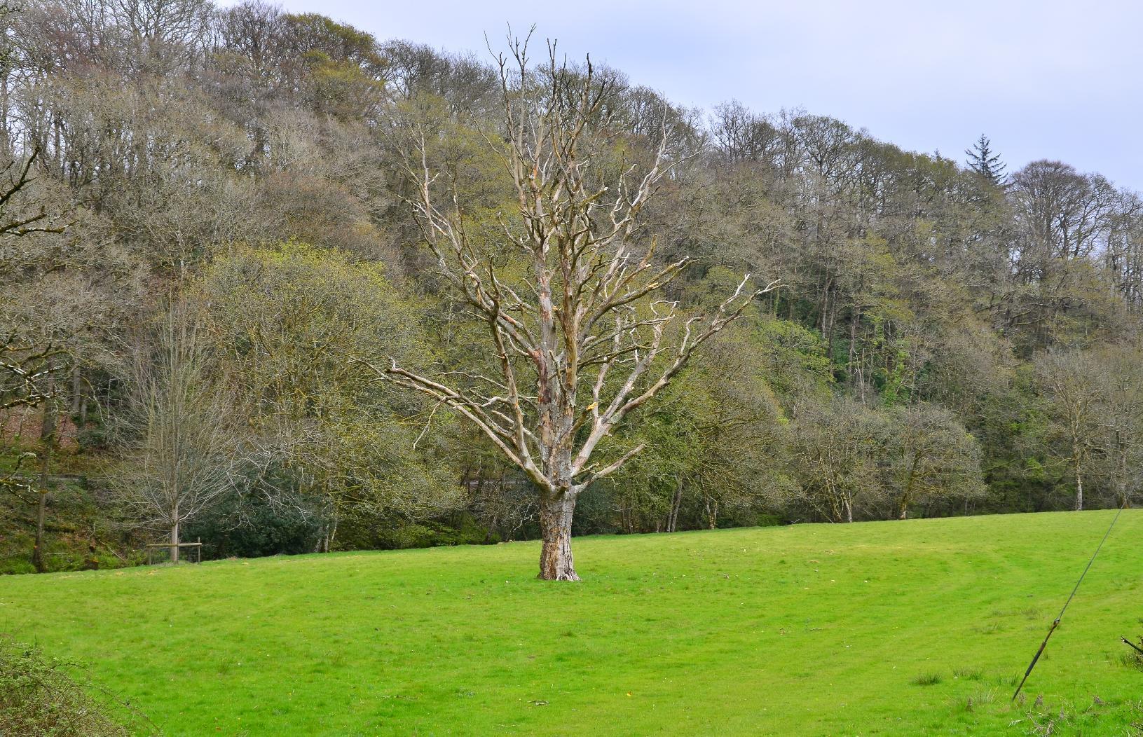 Dead tree in Exmoor