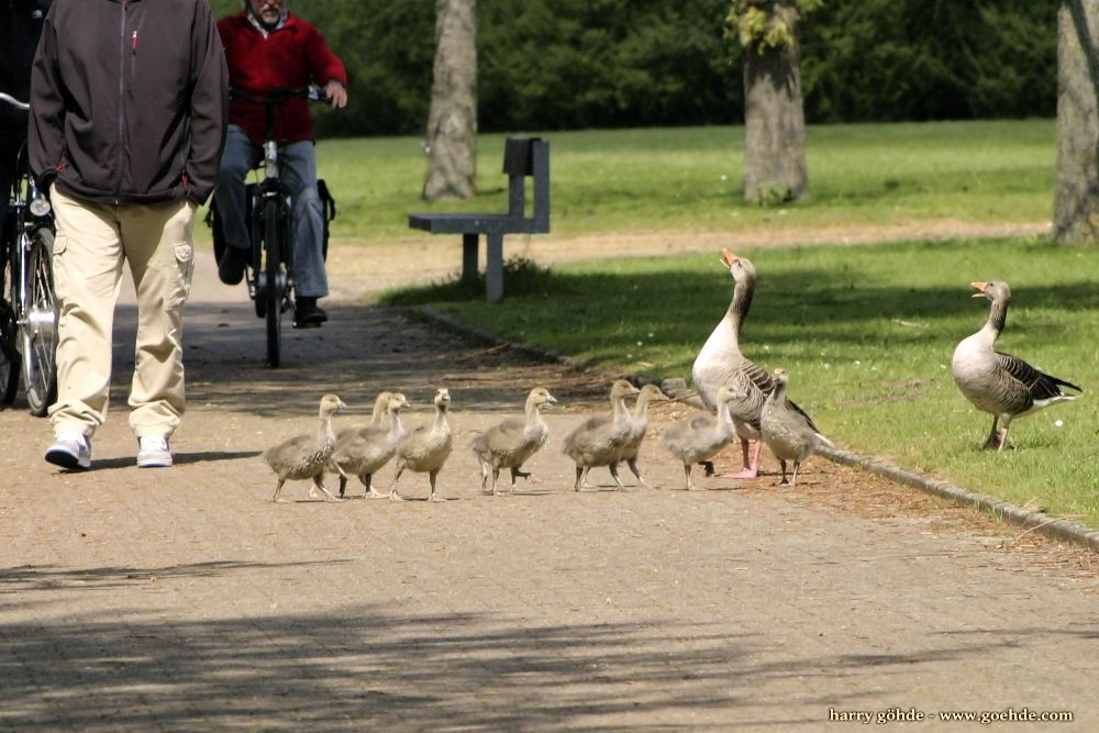 Graugansfamilie überquert Weg