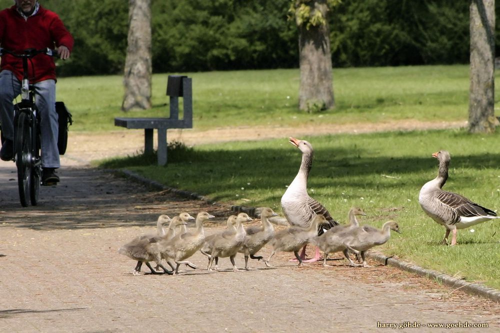 Graugansfamilie überquert Weg