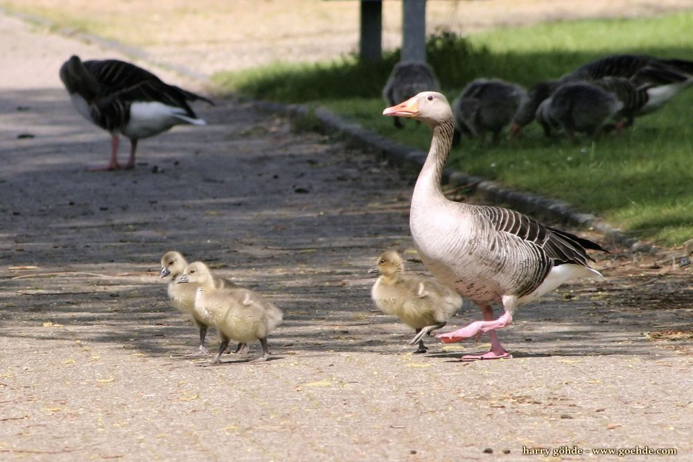 Graugansfamilie überquert Weg