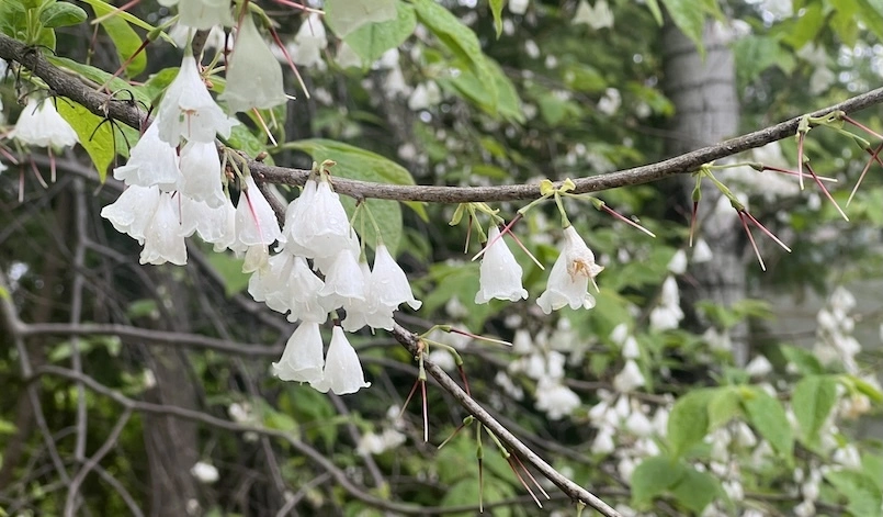 Silverbell blossoms and seed pods